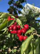 <strong>百果园取智利车厘子协汇合做升级 新尺度</strong> 